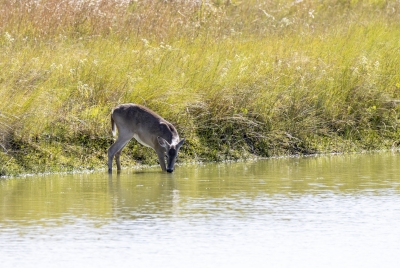 Whitetail Deer Padre Island NP 2022